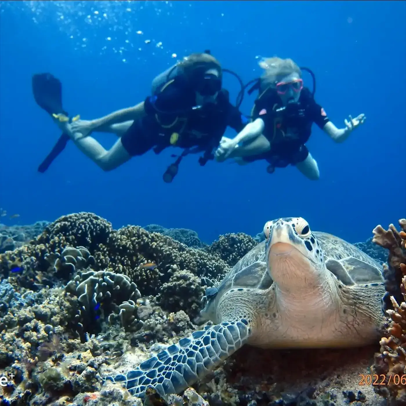 PADI Scuba Divers pictured behind a Turtle